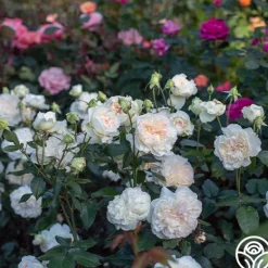 Heirloom Roses Bolero™ Discount