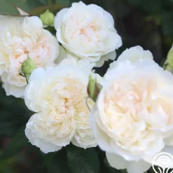 Heirloom Roses Bolero™ Discount