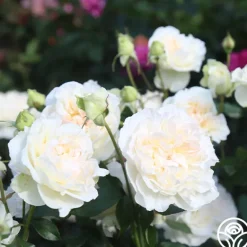Heirloom Roses Bolero™ Discount