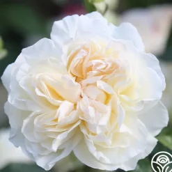 Heirloom Roses Bolero™ Discount