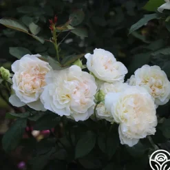 Heirloom Roses Bolero™ Discount