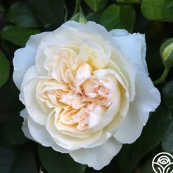 Heirloom Roses Bolero™ Discount