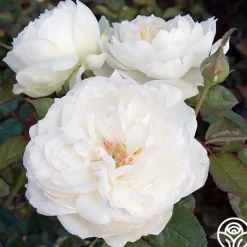 Heirloom Roses Bolero™ Discount