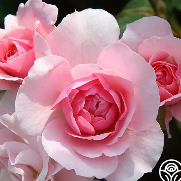 Heirloom Roses Bonica® Online