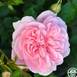 Heirloom Roses Bonica® Online