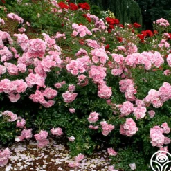 Heirloom Roses Bonica® Online