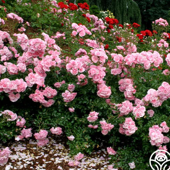 Heirloom Roses Bonica® Online