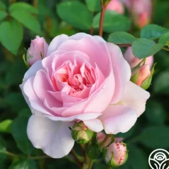 Heirloom Roses Bonica® Online