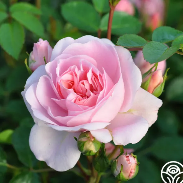 Heirloom Roses Bonica® Online