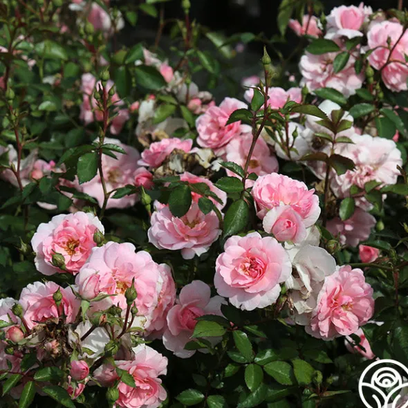 Heirloom Roses Bonica® Online