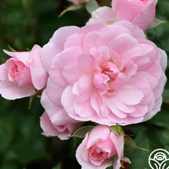 Heirloom Roses Bonica® Online