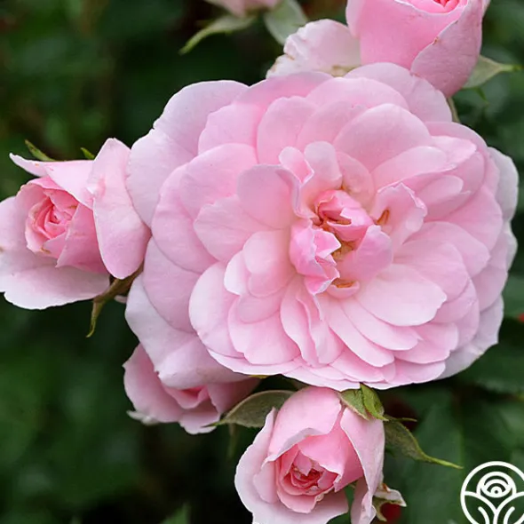 Heirloom Roses Bonica® Online