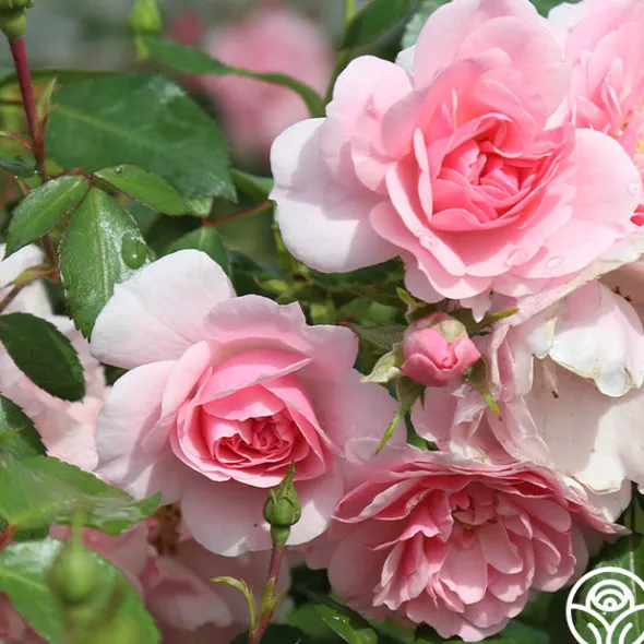 Heirloom Roses Bonica® Online