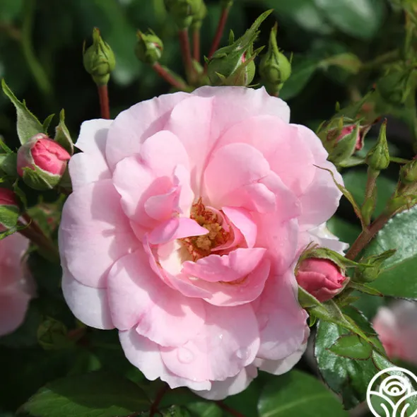 Heirloom Roses Bonica® Online