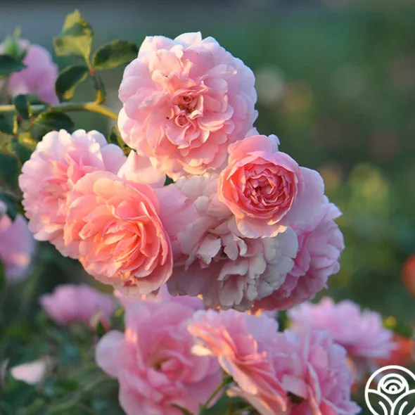 Heirloom Roses Bonica® Online