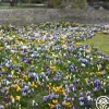 Heirloom Roses Botanical Crocus Mix Clearance