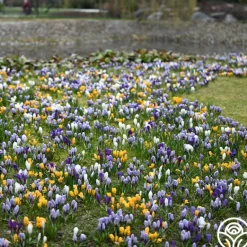 Heirloom Roses Botanical Crocus Mix Clearance