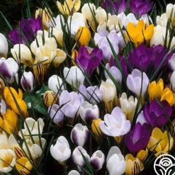 Heirloom Roses Botanical Crocus Mix Clearance