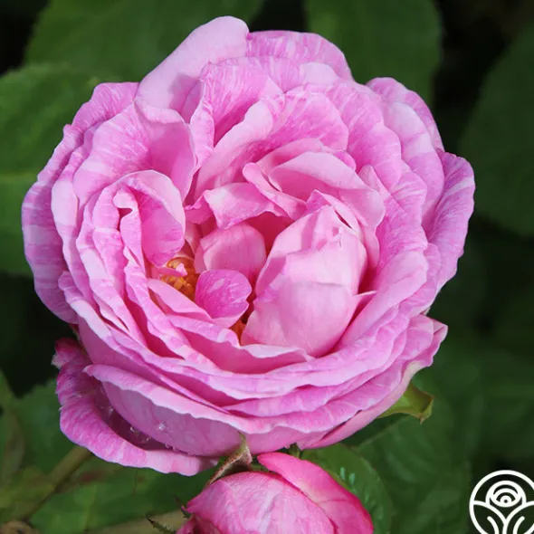 Heirloom Roses Bourbon Queen Best