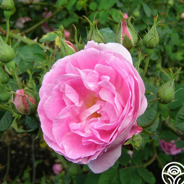 Heirloom Roses Bourbon Queen Best
