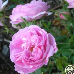 Heirloom Roses Bourbon Queen Best