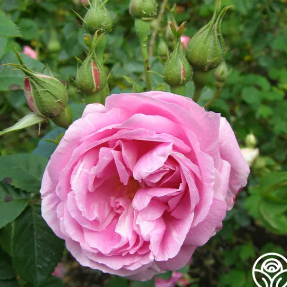 Heirloom Roses Bourbon Queen Best