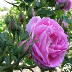 Heirloom Roses Bourbon Queen Best