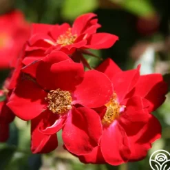 Heirloom Roses Boy O Boy New