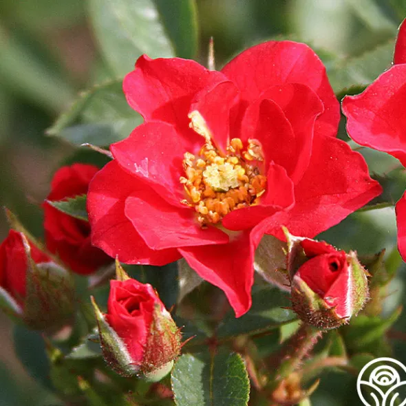 Heirloom Roses Boy O Boy New