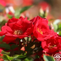 Heirloom Roses Boy O Boy New