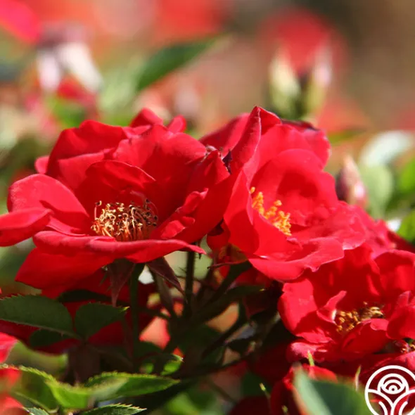 Heirloom Roses Boy O Boy New