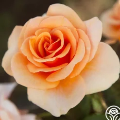 Heirloom Roses Brandy™ Discount