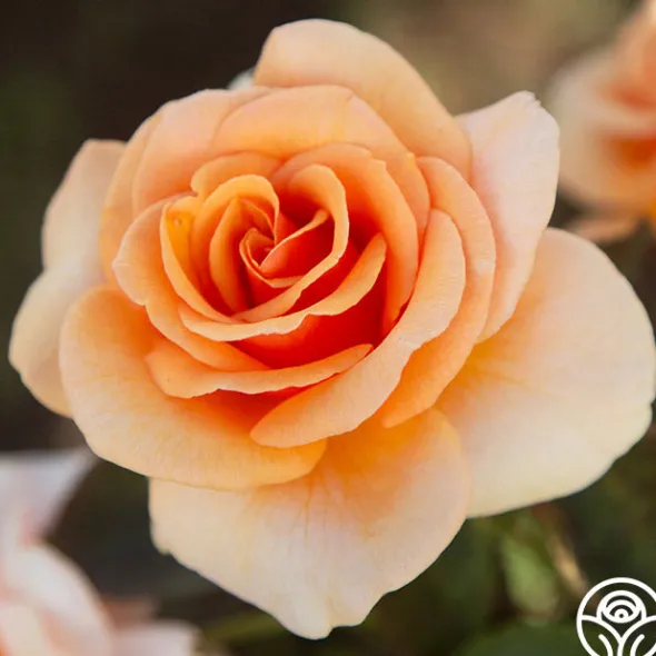 Heirloom Roses Brandy™ Discount