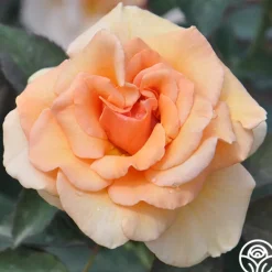 Heirloom Roses Brandy™ Discount