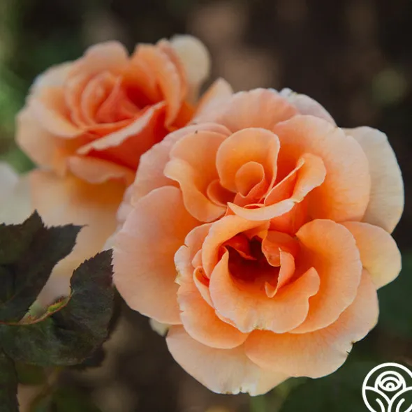 Heirloom Roses Brandy™ Discount