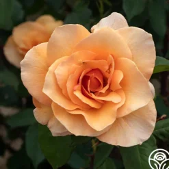 Heirloom Roses Brandy™ Discount