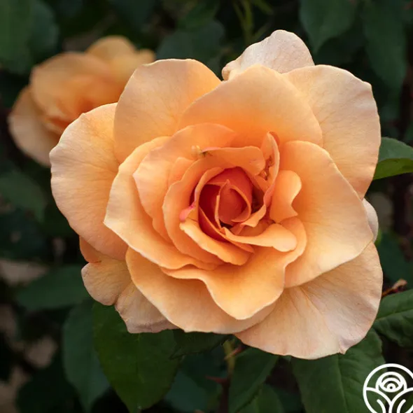Heirloom Roses Brandy™ Discount