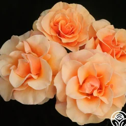 Heirloom Roses Brandy™ Discount