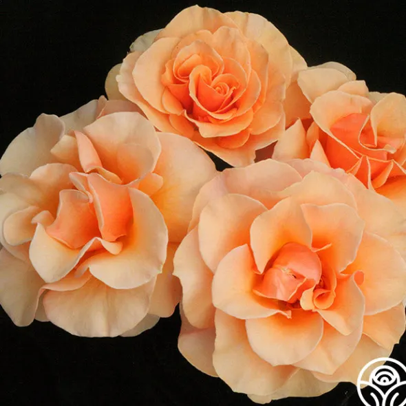 Heirloom Roses Brandy™ Discount