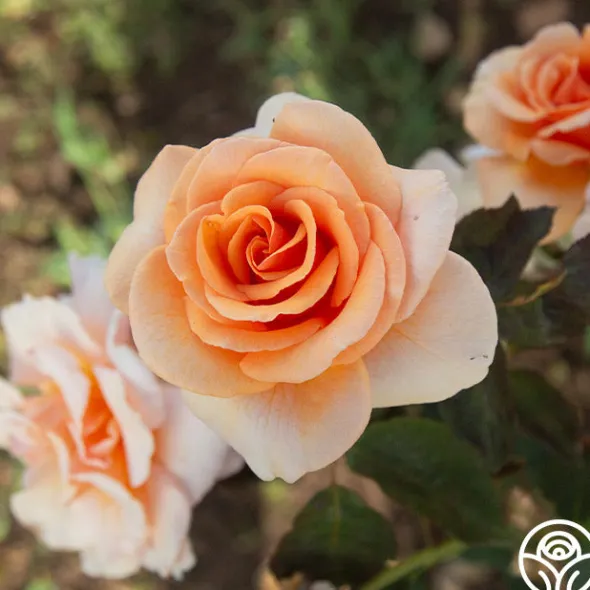 Heirloom Roses Brandy™ Discount