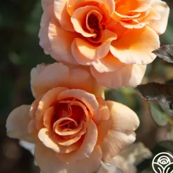 Heirloom Roses Brandy™ Discount