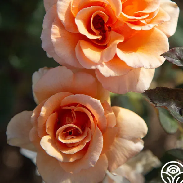 Heirloom Roses Brandy™ Discount