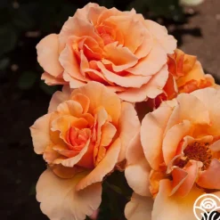 Heirloom Roses Brandy™ Discount