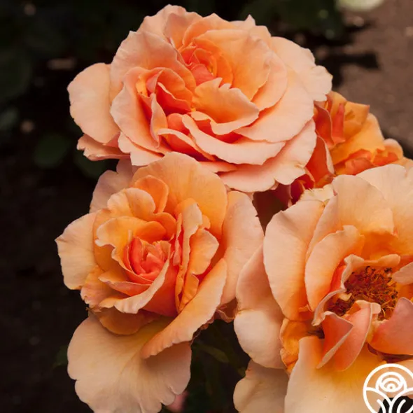 Heirloom Roses Brandy™ Discount