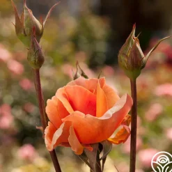 Heirloom Roses Brandy™ Discount
