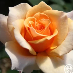 Heirloom Roses Brandy™ Discount