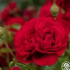 Heirloom Roses Braveheart™ Best