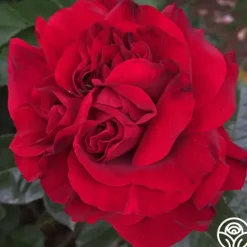 Heirloom Roses Braveheart™ Best