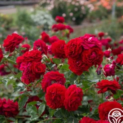 Heirloom Roses Braveheart™ Best