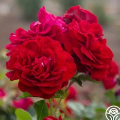 Heirloom Roses Braveheart™ Best